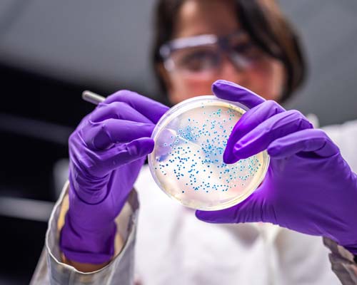 Biotech researcher examining bacterial culture